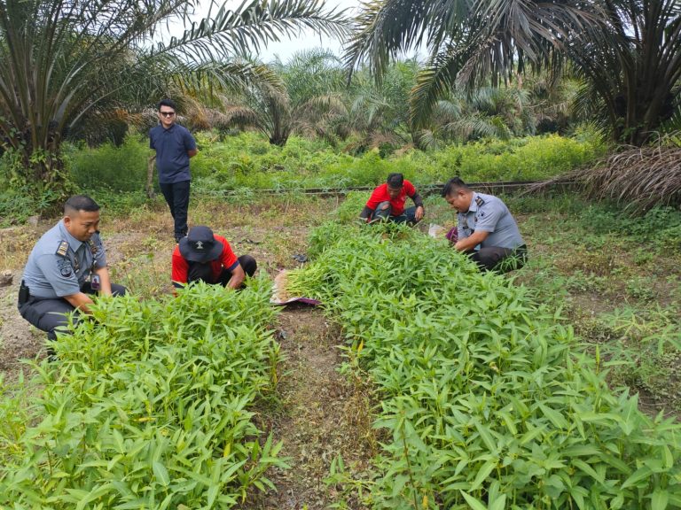 Dukung Ketahanan Pangan, Lapas Sarolangun Dorong Warga Binaan Budidaya Kangkung Dan Ikan