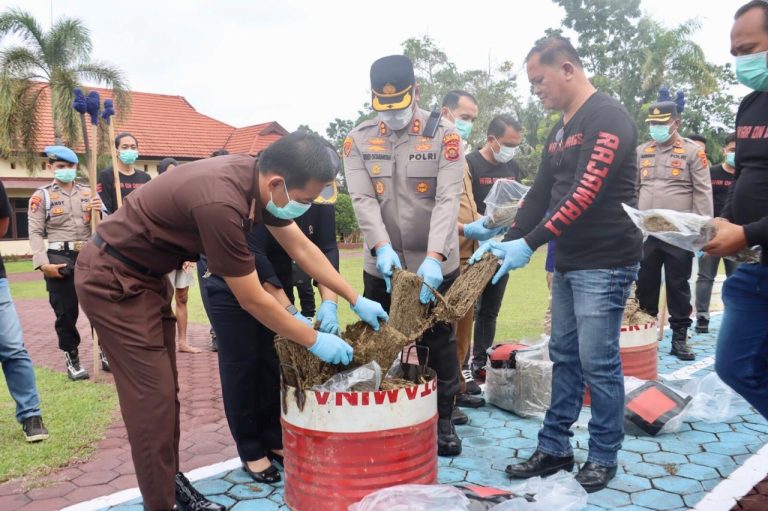 Puluhan Kilo Ganja Hasil Pengungkapan Polres Sarolangun Dimusnahkan
